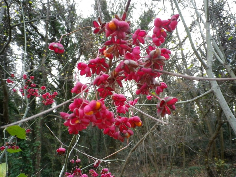 Rossi a grappoli - Euonymus europaeus